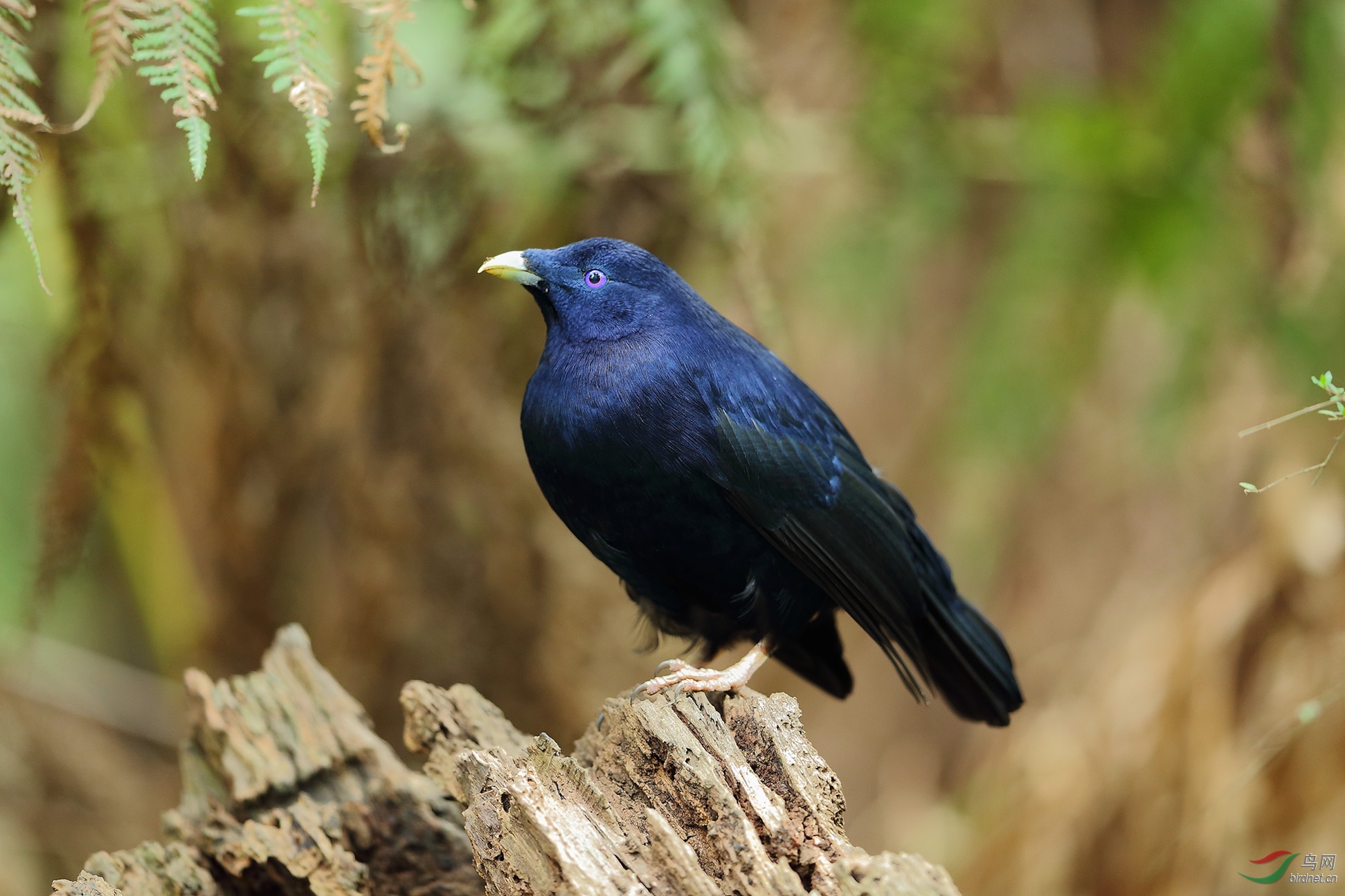 缎园丁鸟 - 台湾版 taiwan 鸟网