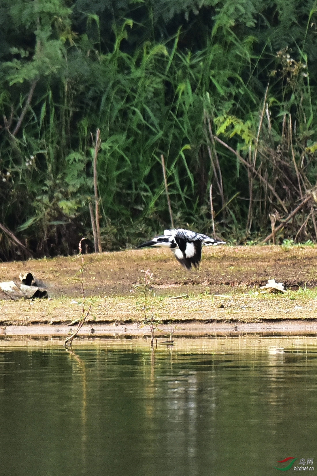 DSC_0434.JPG