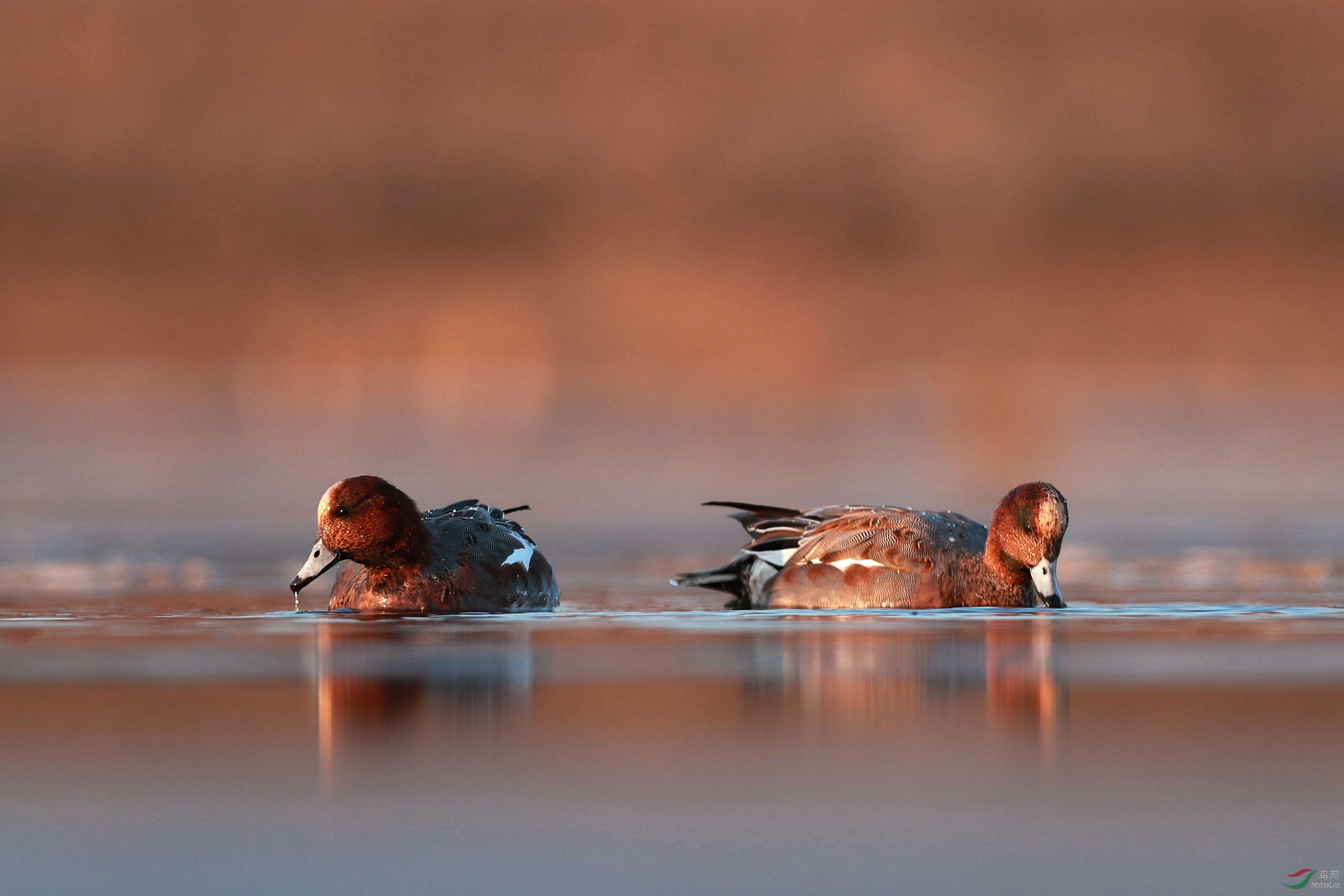悠闲自在的赤颈鸭