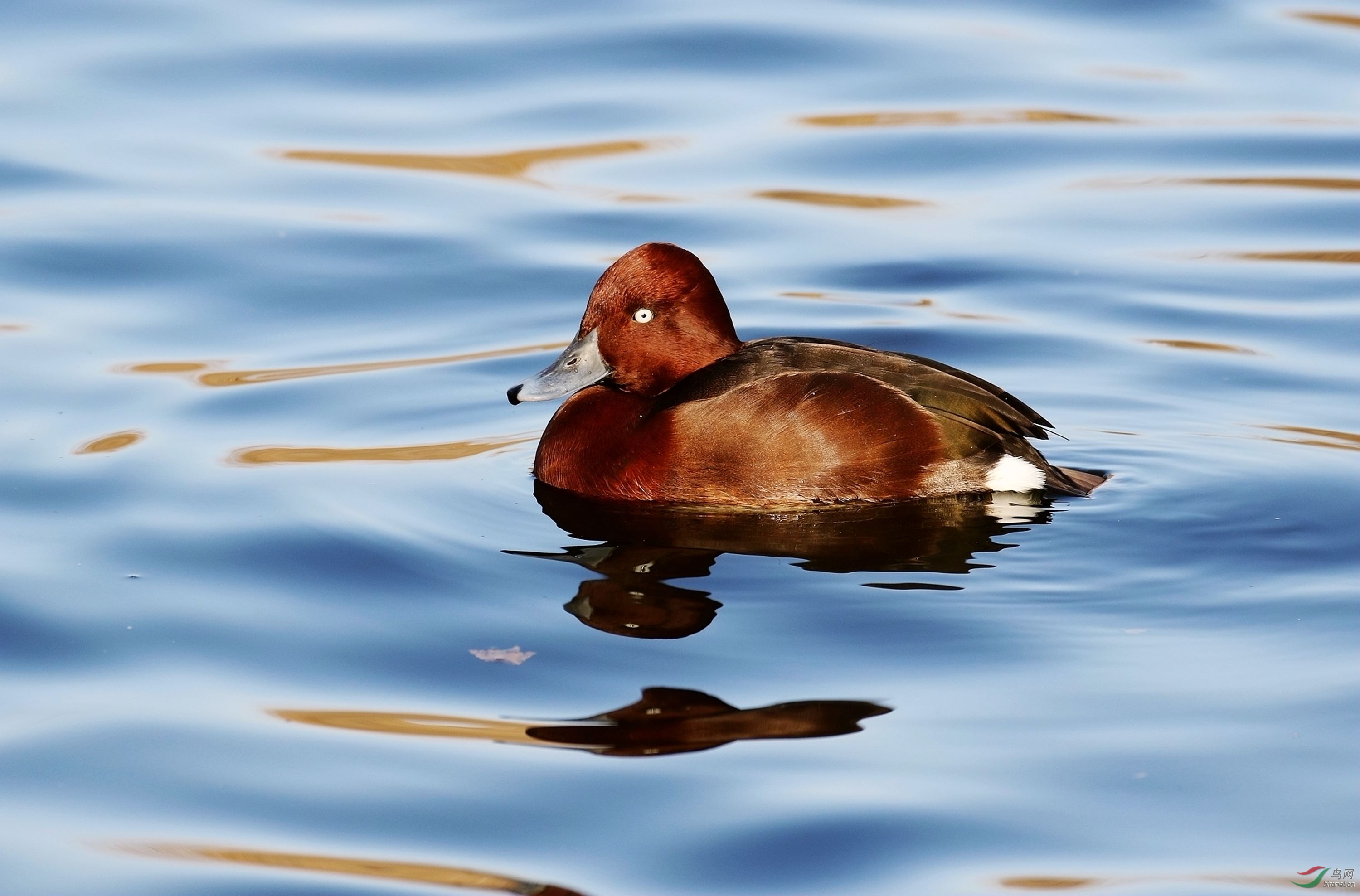 白眼潜鸭