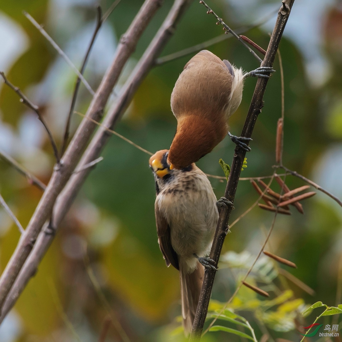 高黎贡山 点胸鸦雀