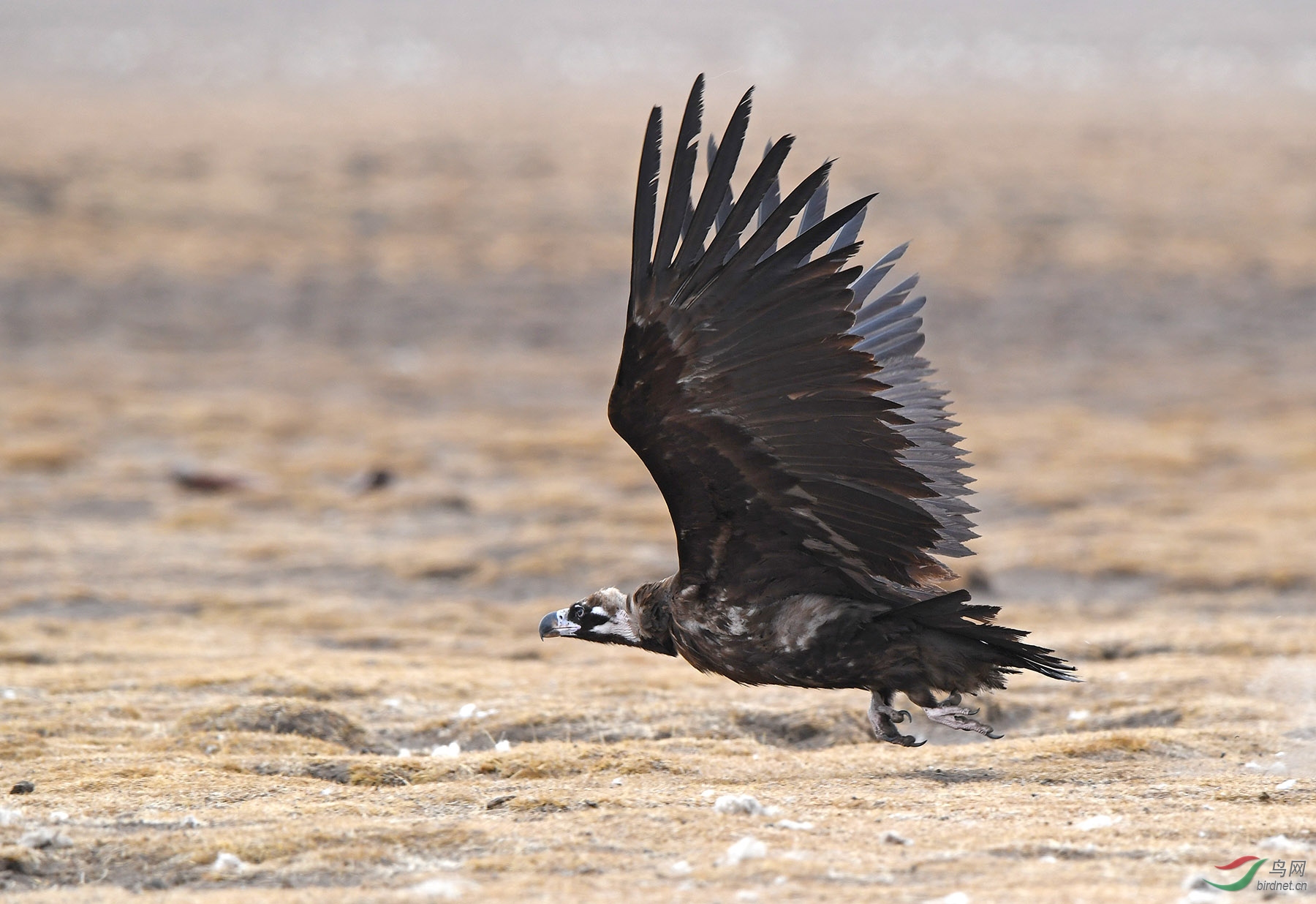 座山雕 - 山西版 shanxi 鸟网