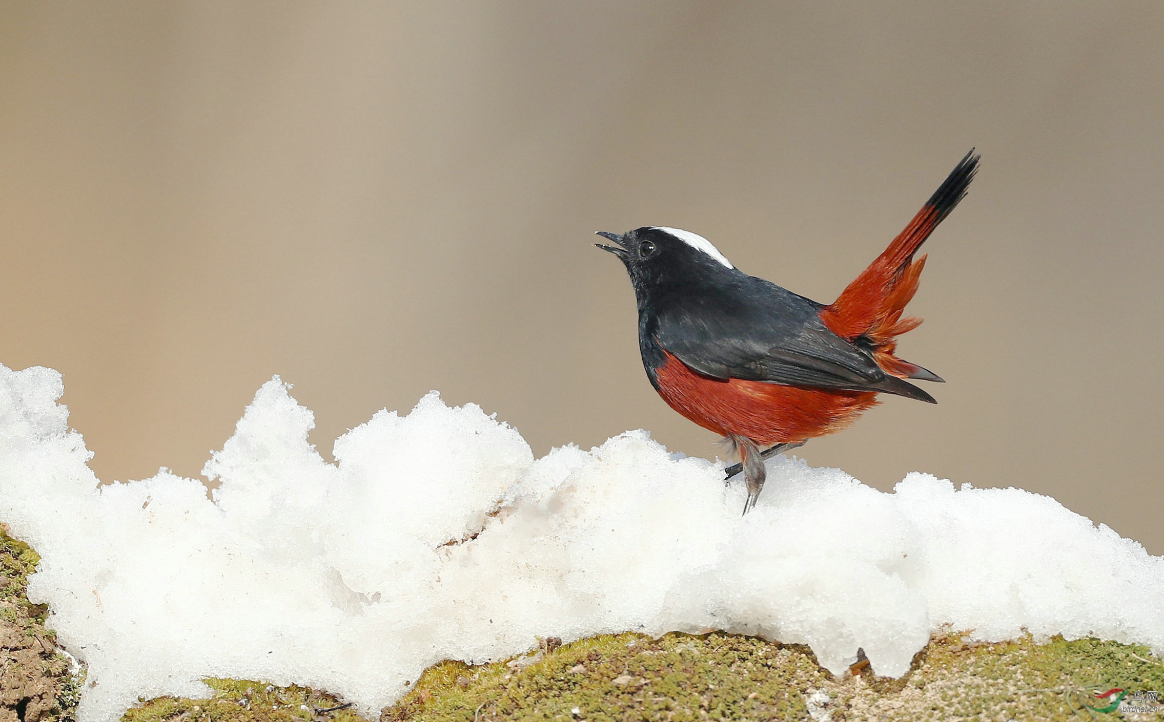 雪鸟图 - 山东版 shandong 鸟网
