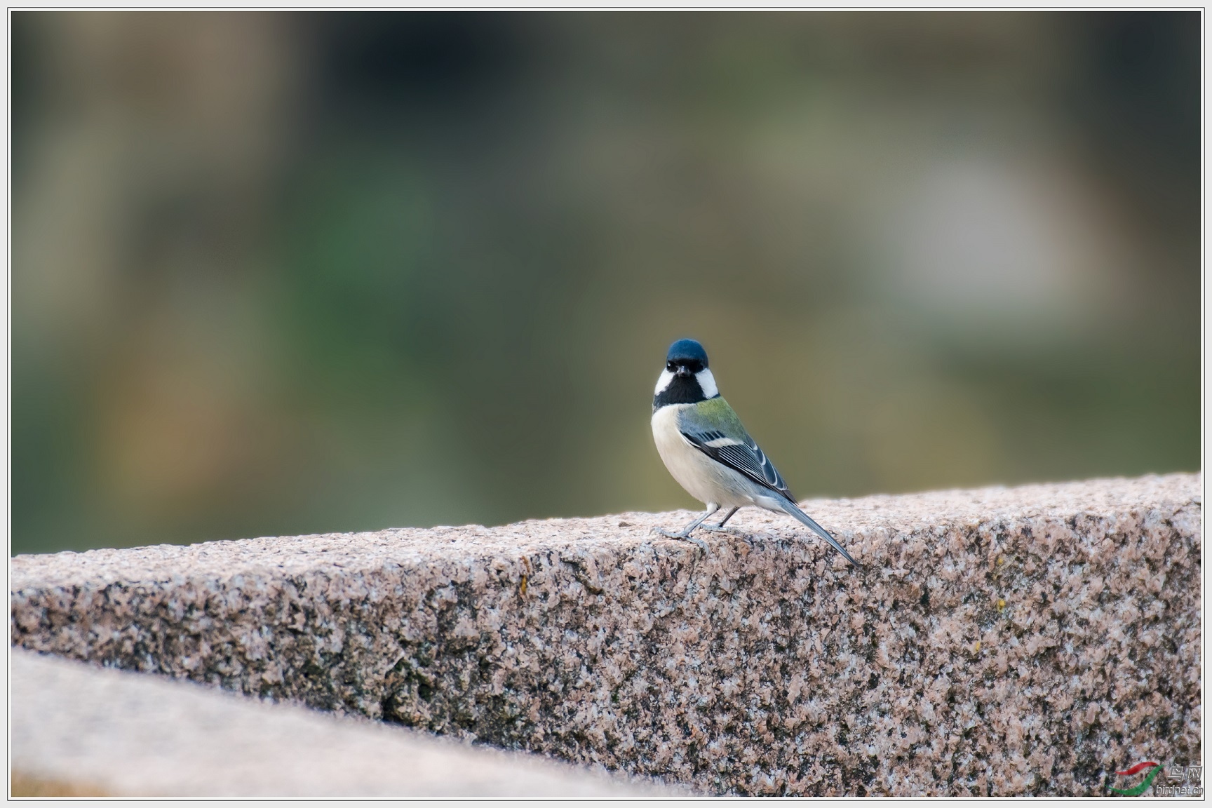 12�״�����в��