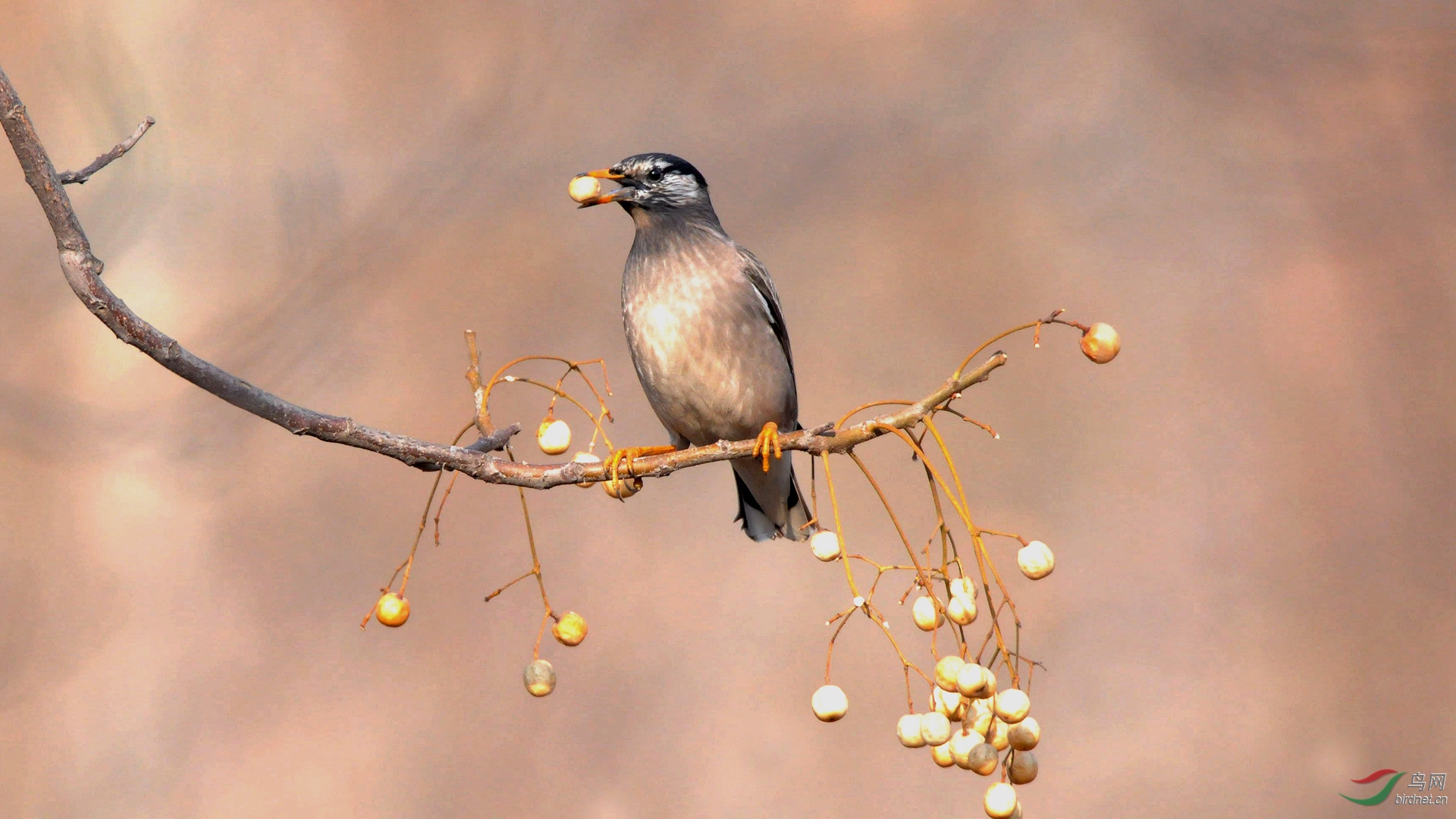 我與灰椋鳥結緣祝賀榮獲首頁精華