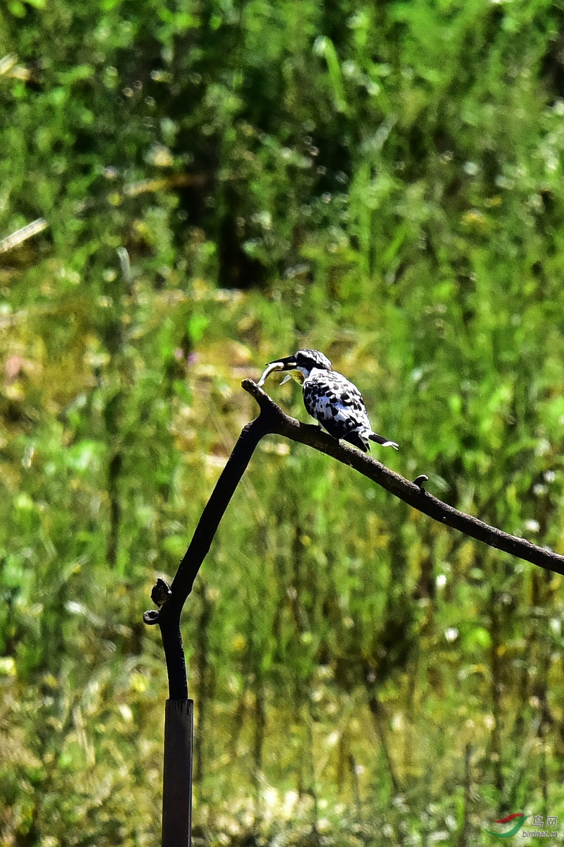 DSC_0461.JPG