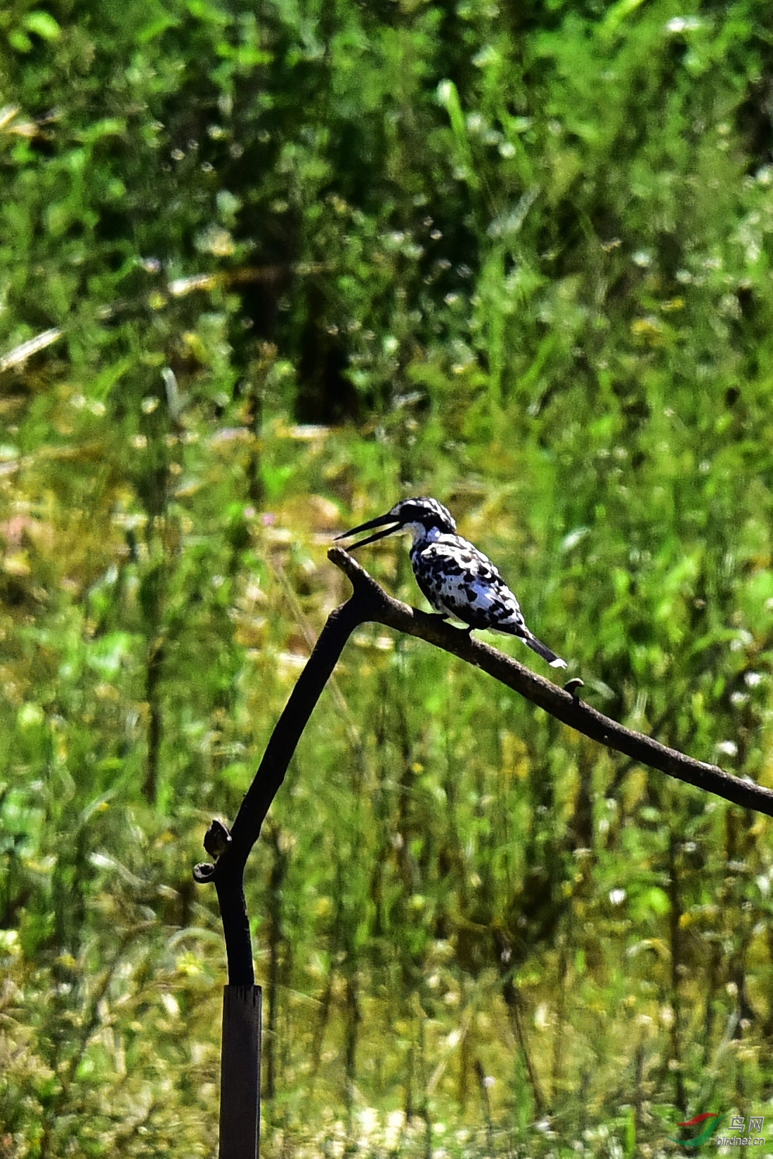 DSC_0469.JPG