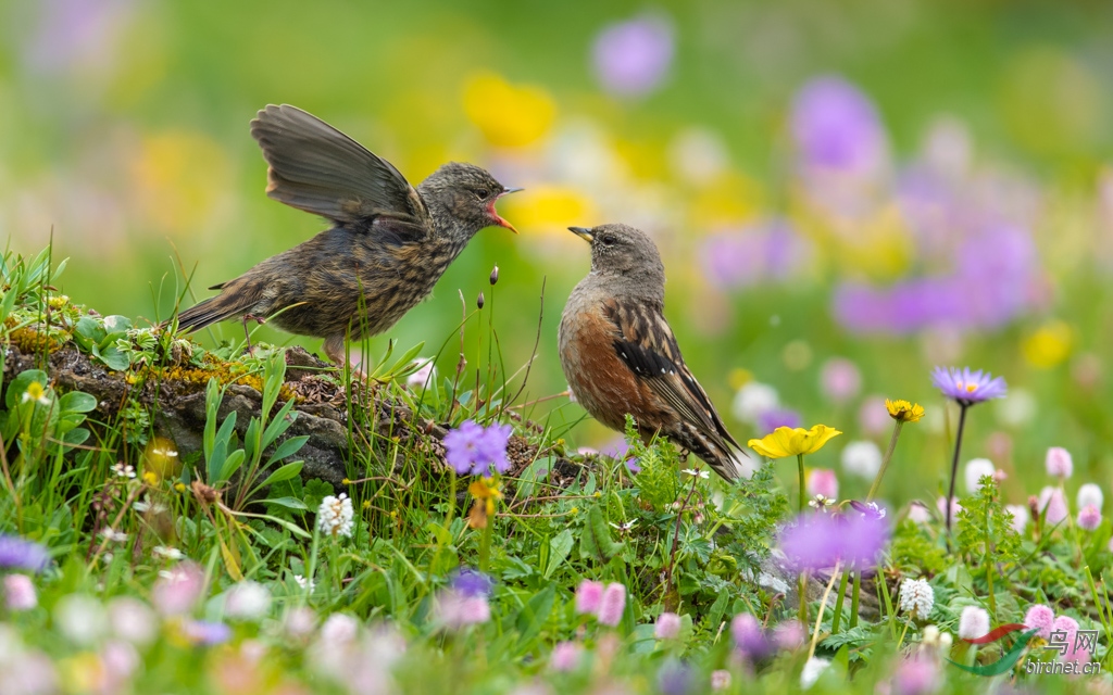 饿! - 尼康专栏 鸟网