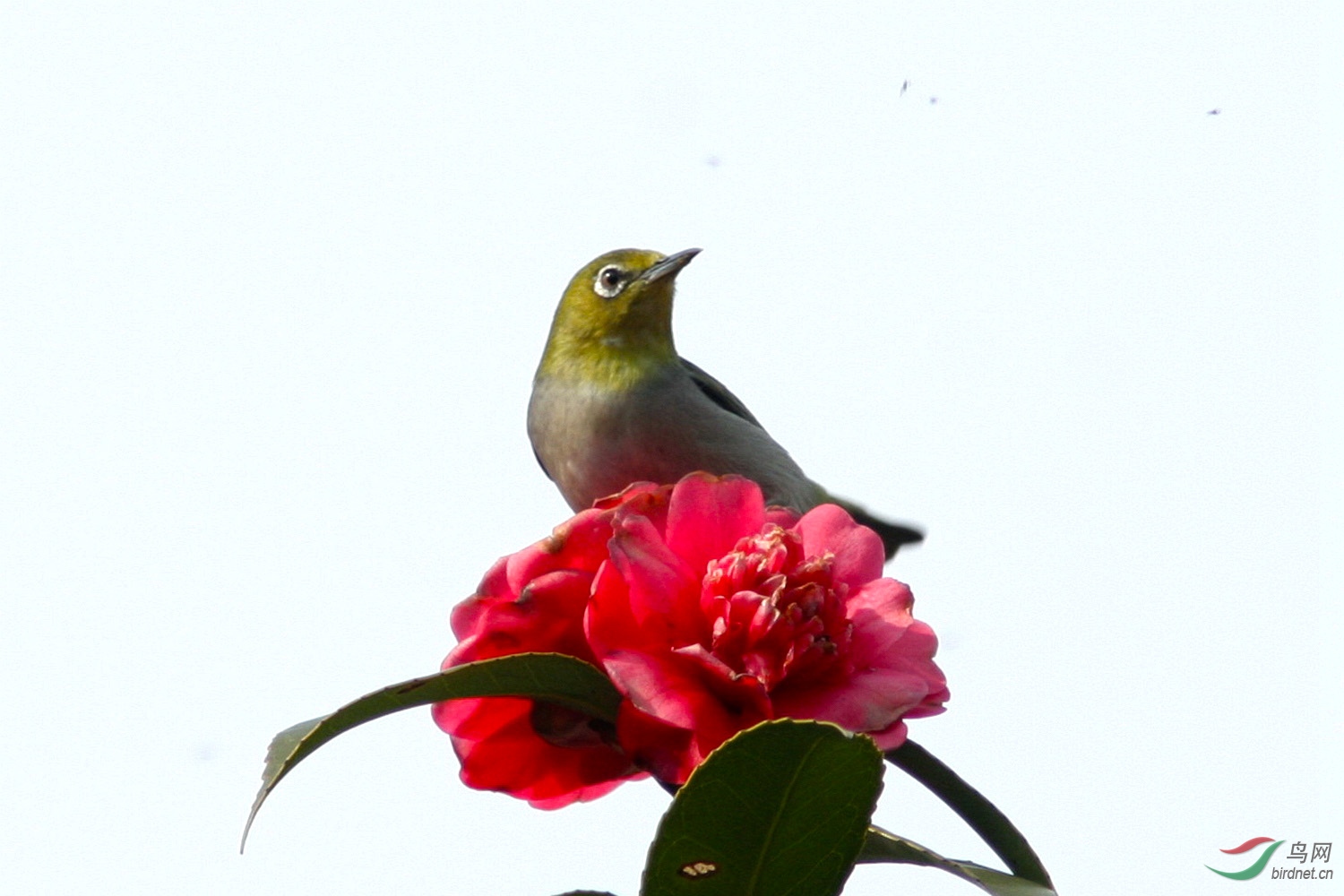 山茶花上的暗绿绣眼鸟