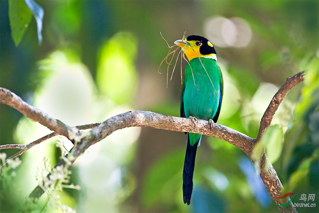 亚热带丛林里的长尾阔嘴鸟