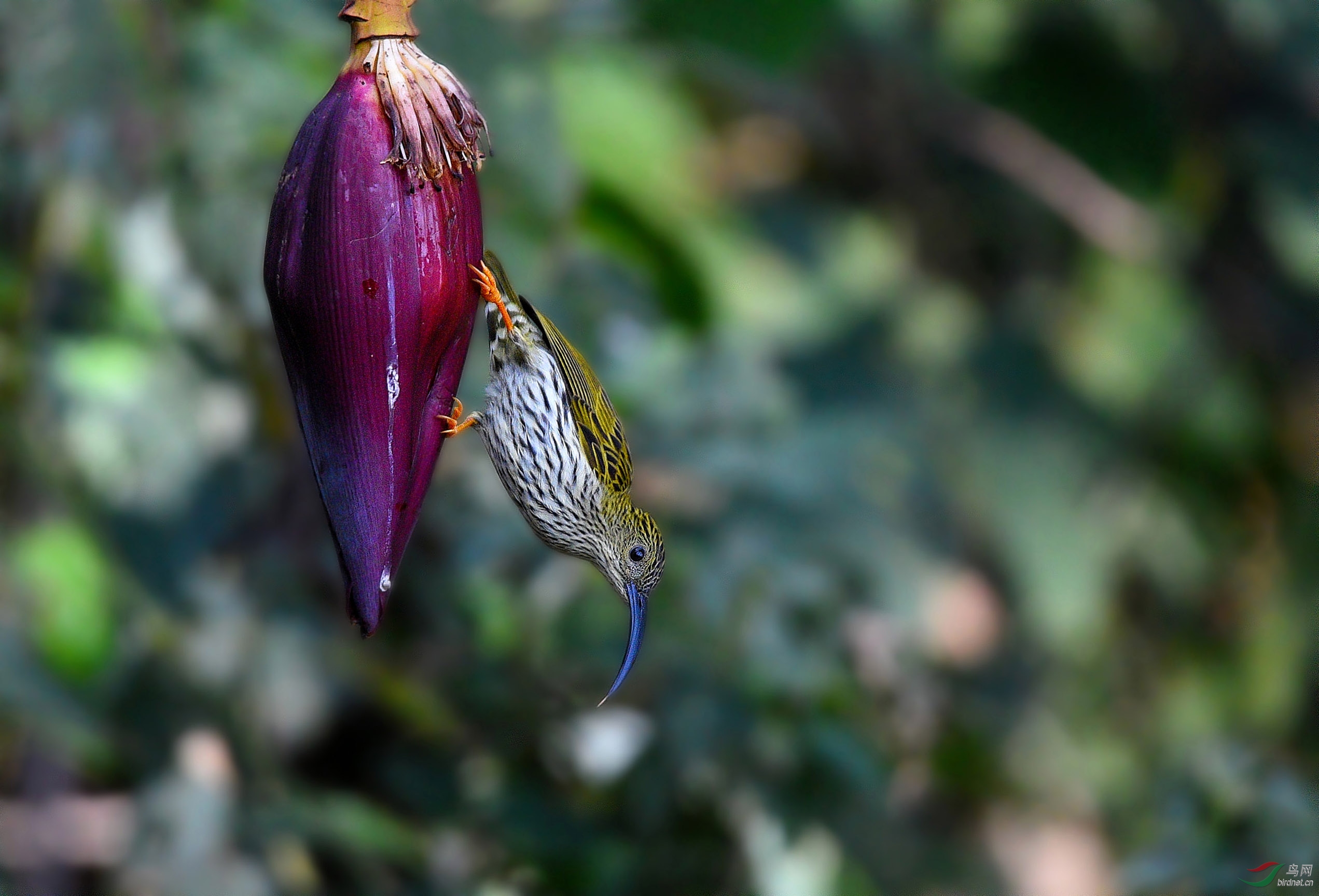 林中小精灵——纹背捕蛛鸟