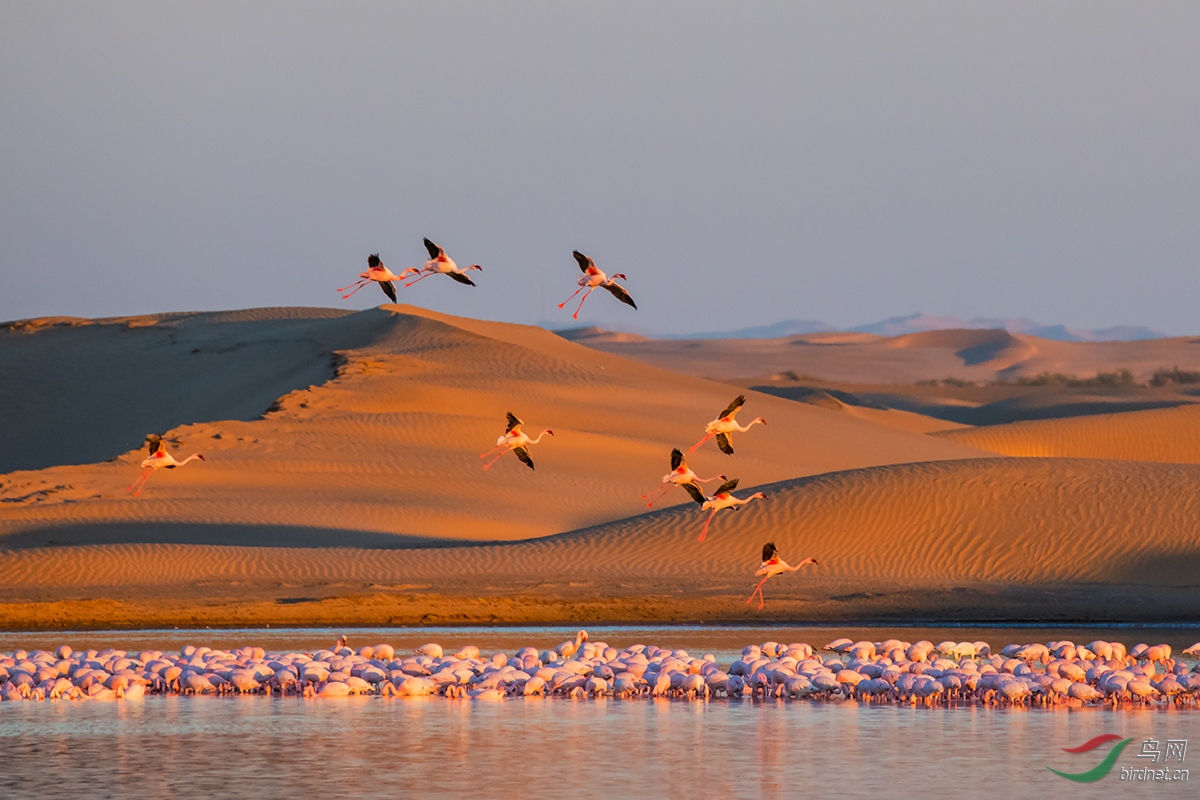 沙漠中的火烈鸟(祝贺荣获首页鸟类精华)