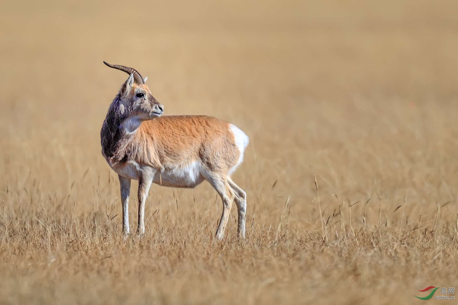 普氏羚羊(荣获首页动物类精华) - 青海版 qinghai 鸟网