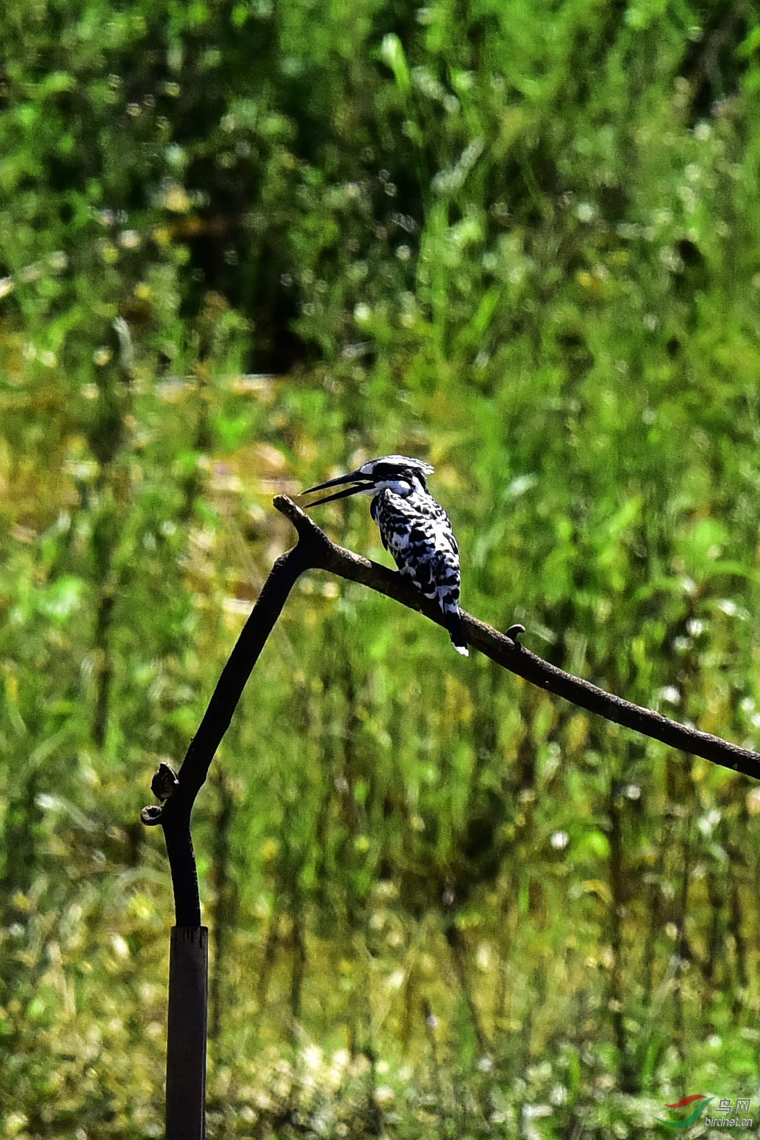 DSC_0488.JPG