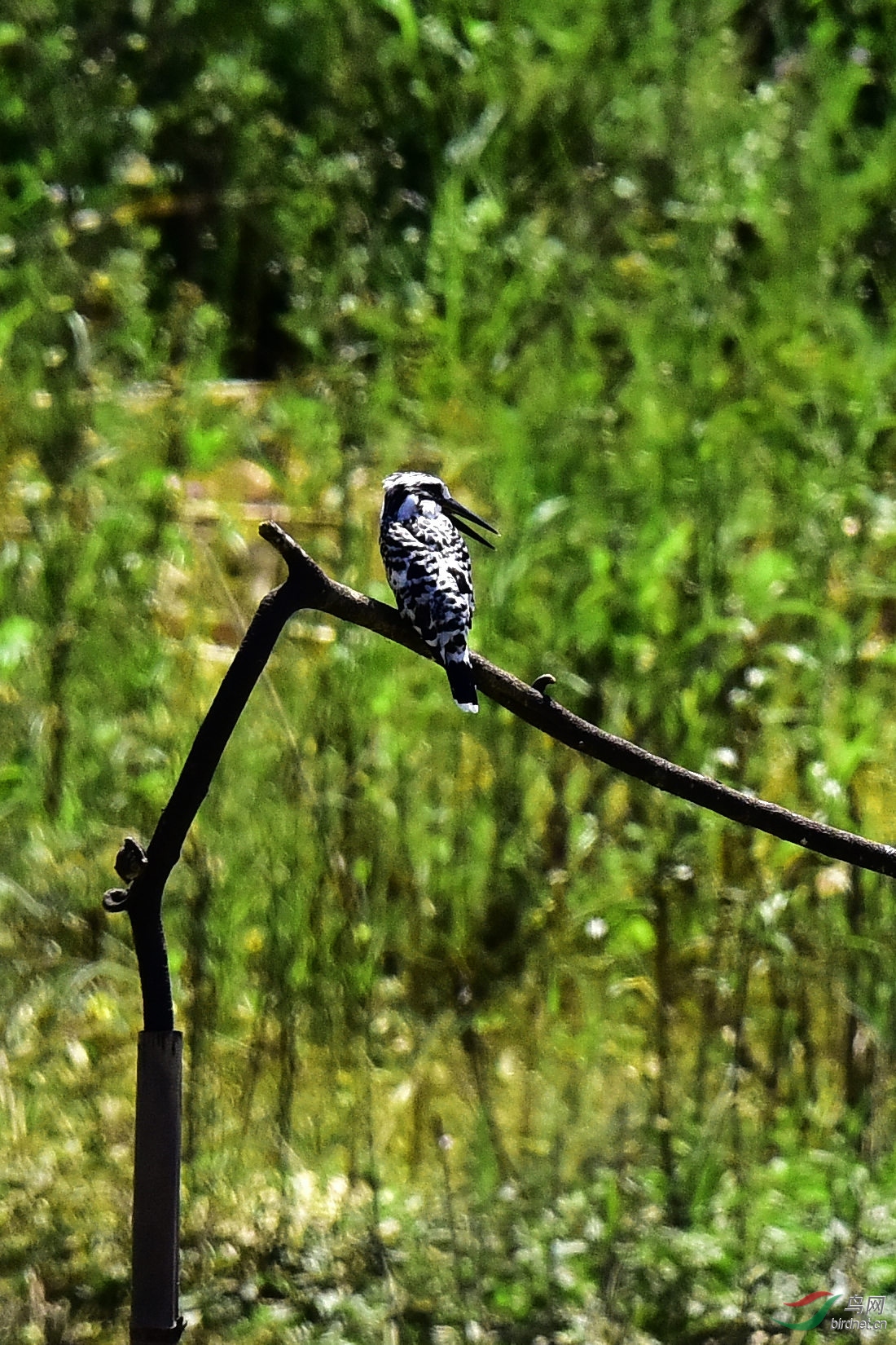 DSC_0489.JPG