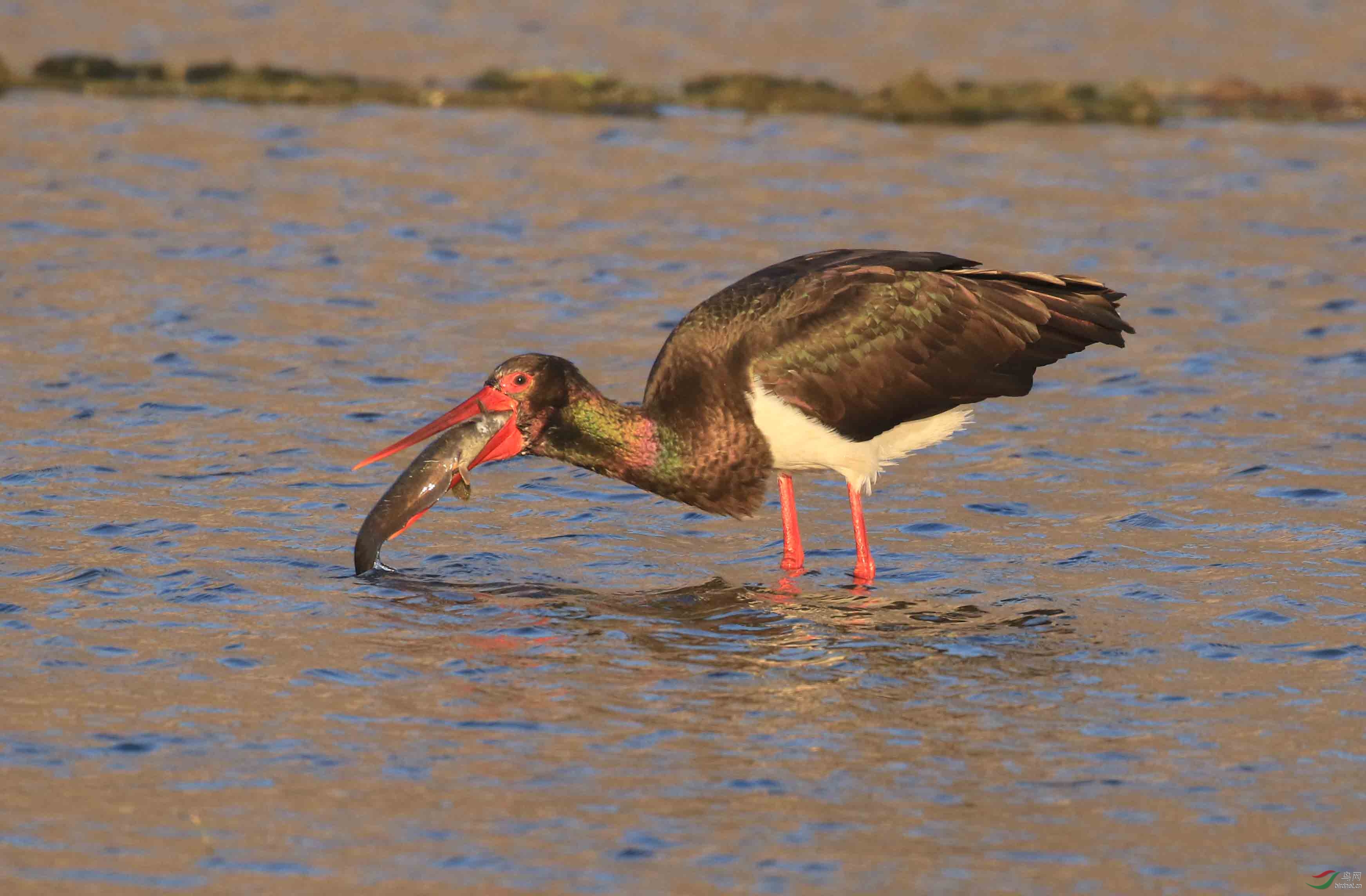 黑鹳-----------------------吃鱼 - 皇城根拍鸟e族 鸟网
