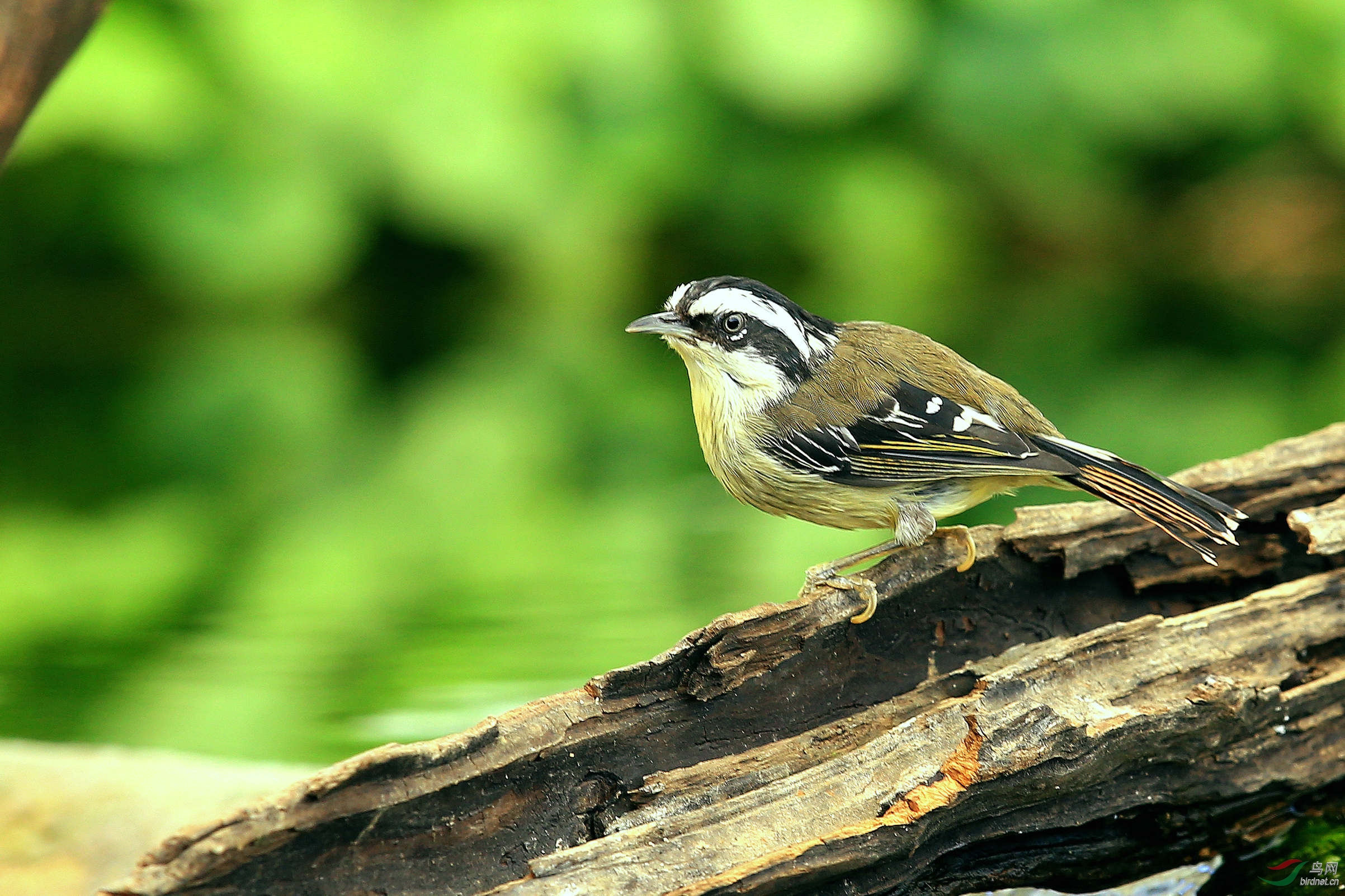 枯木上的火尾希鹛