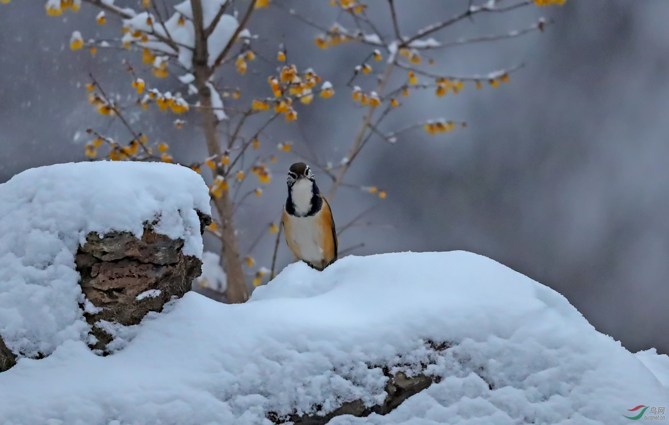 [林鸟] 好大雪---黑领噪鹛