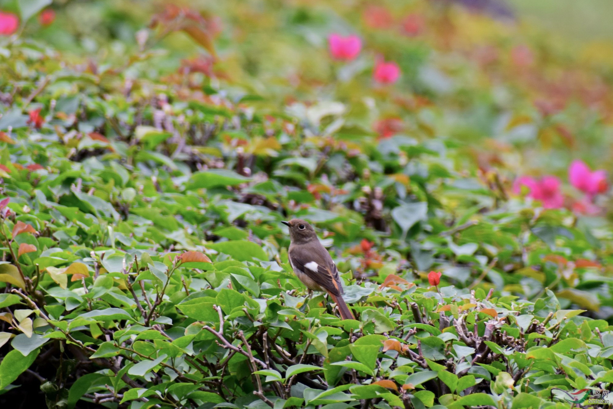 DSC_3528.JPG