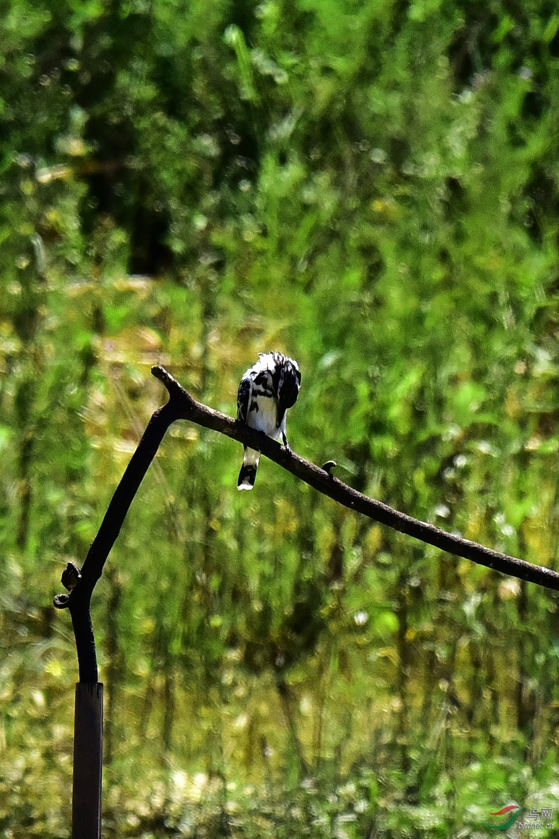 DSC_0494.JPG