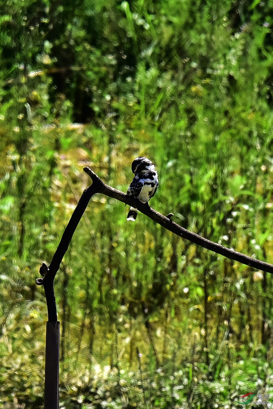 DSC_0496.JPG