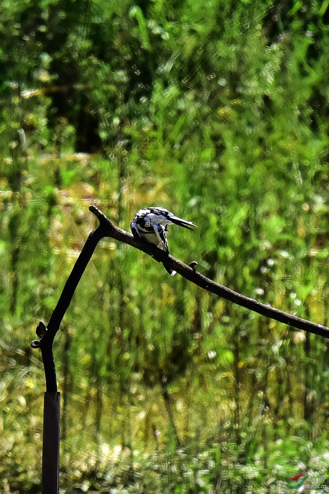 DSC_0498.JPG