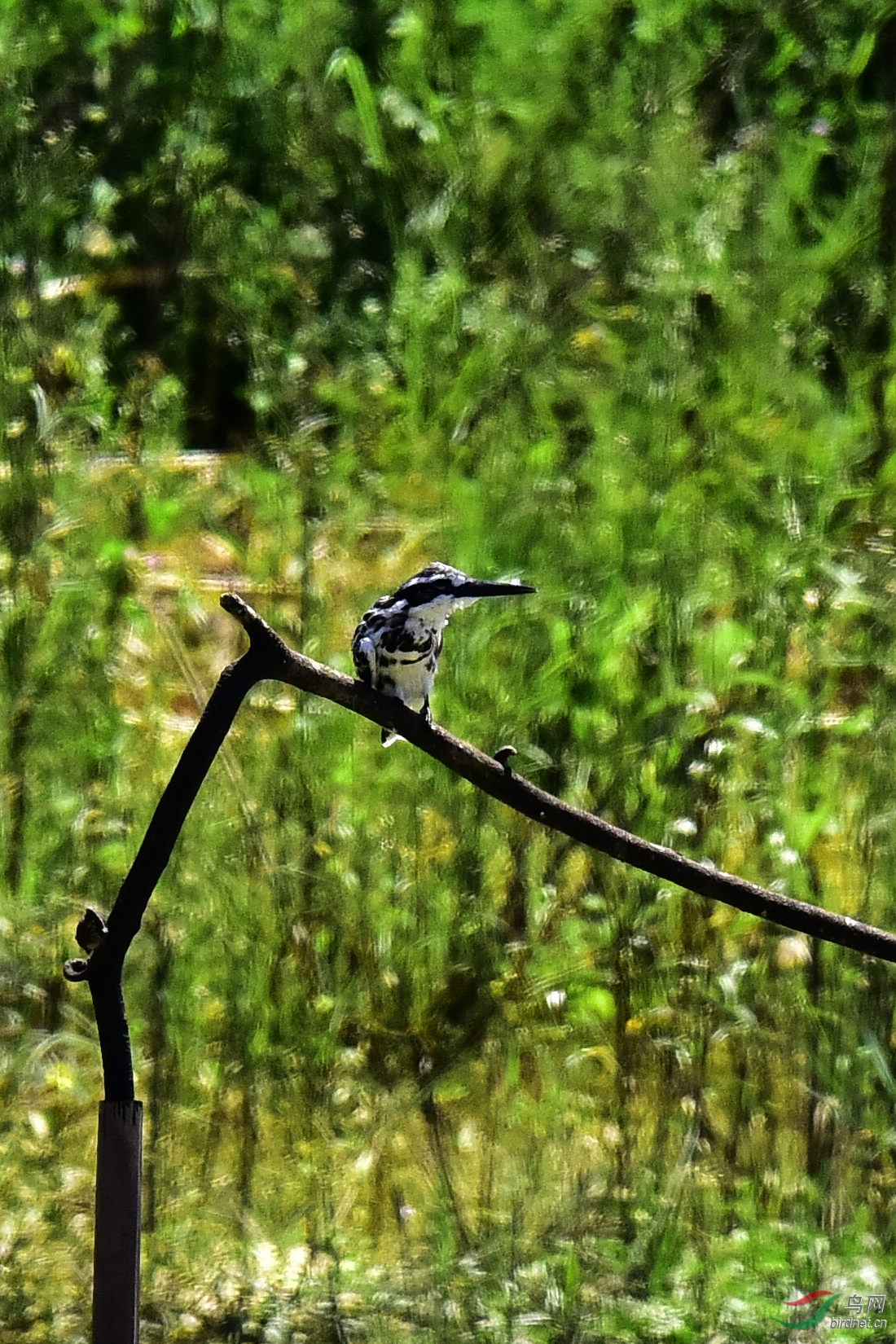 DSC_0499.JPG