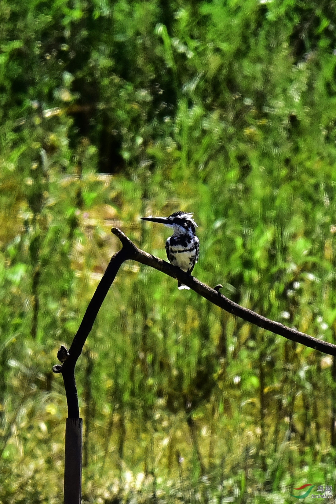 DSC_0500.JPG