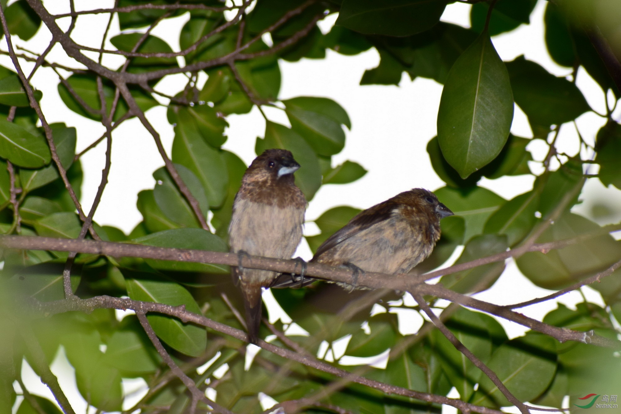 DSC_3532.JPG
