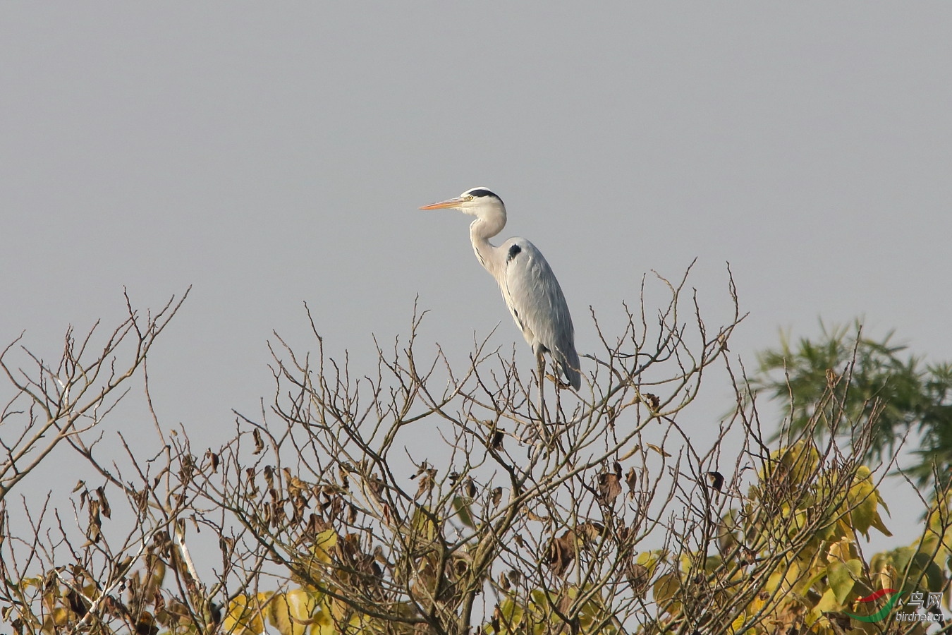 IMG_1375.JPG