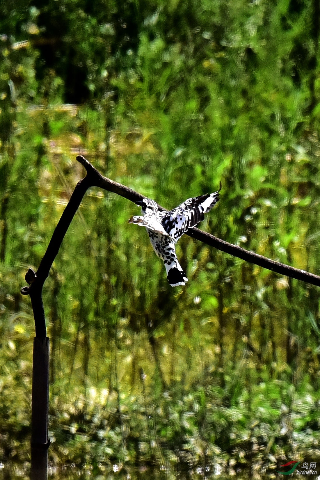 DSC_0510.JPG