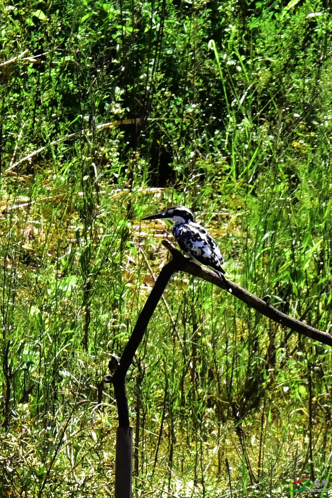 DSC_0516.JPG