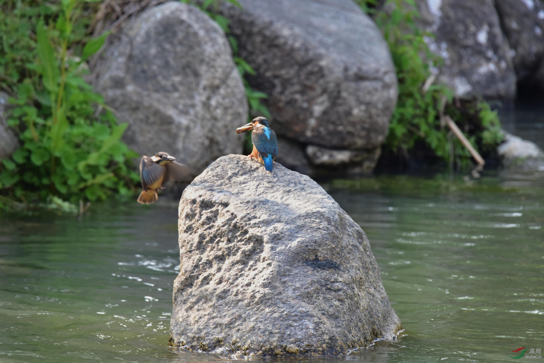 DSC_0517.JPG