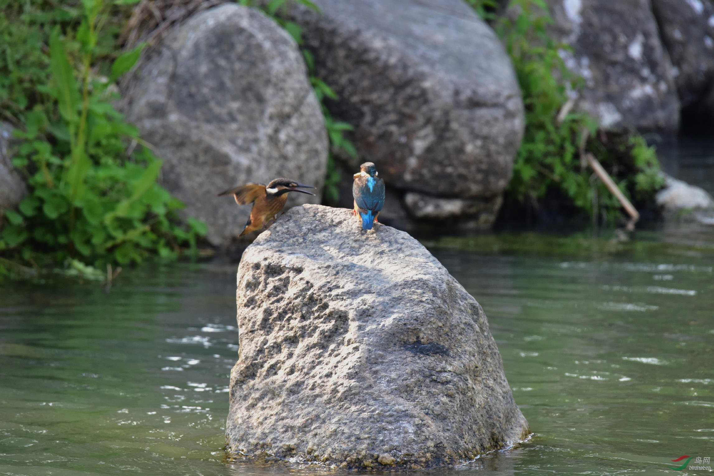 DSC_0519.JPG