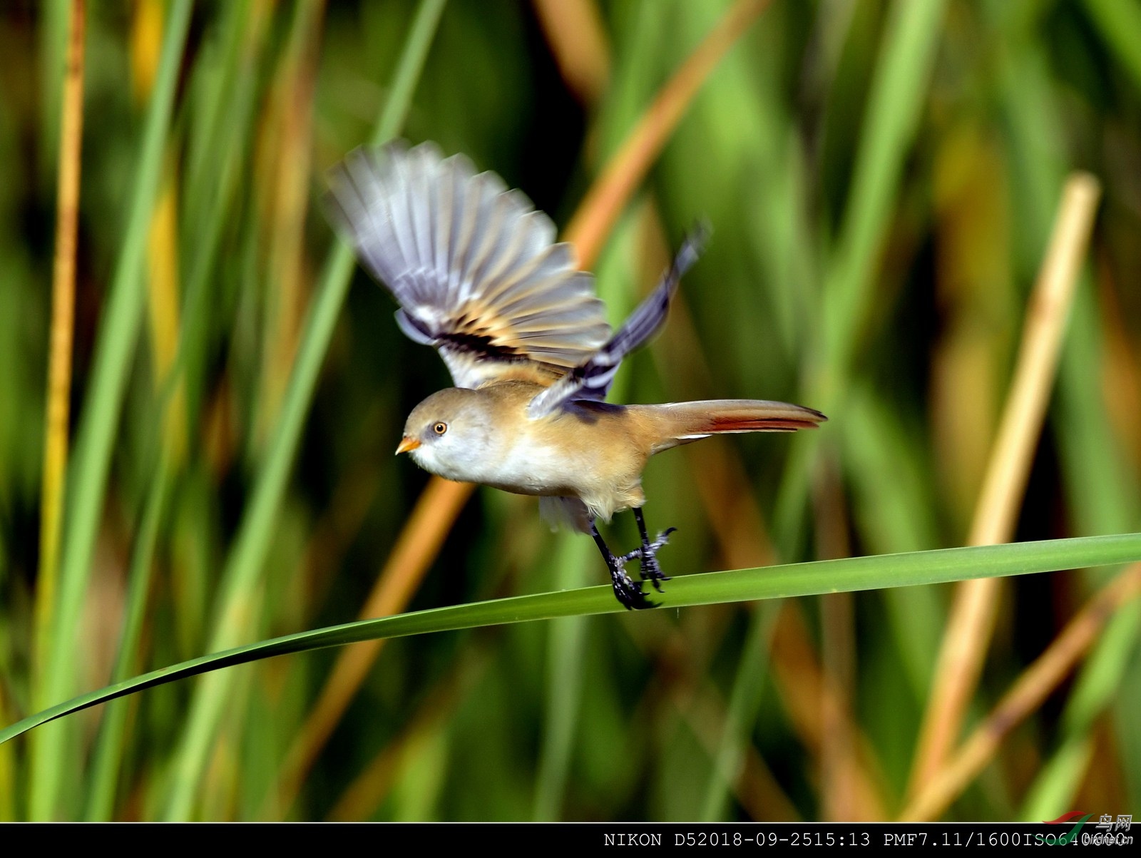 四十雀结局了吗 162444m272xfc27eig9re5.jpg