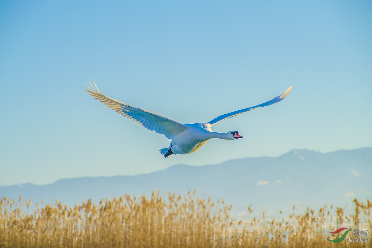飞鹅- 重庆版 chongqing 鸟网