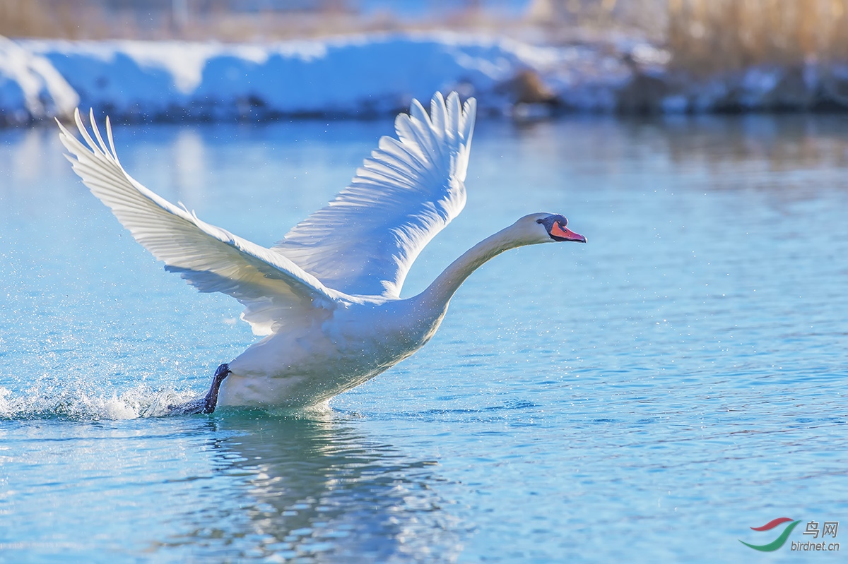 起飞- 重庆版 chongqing 鸟网