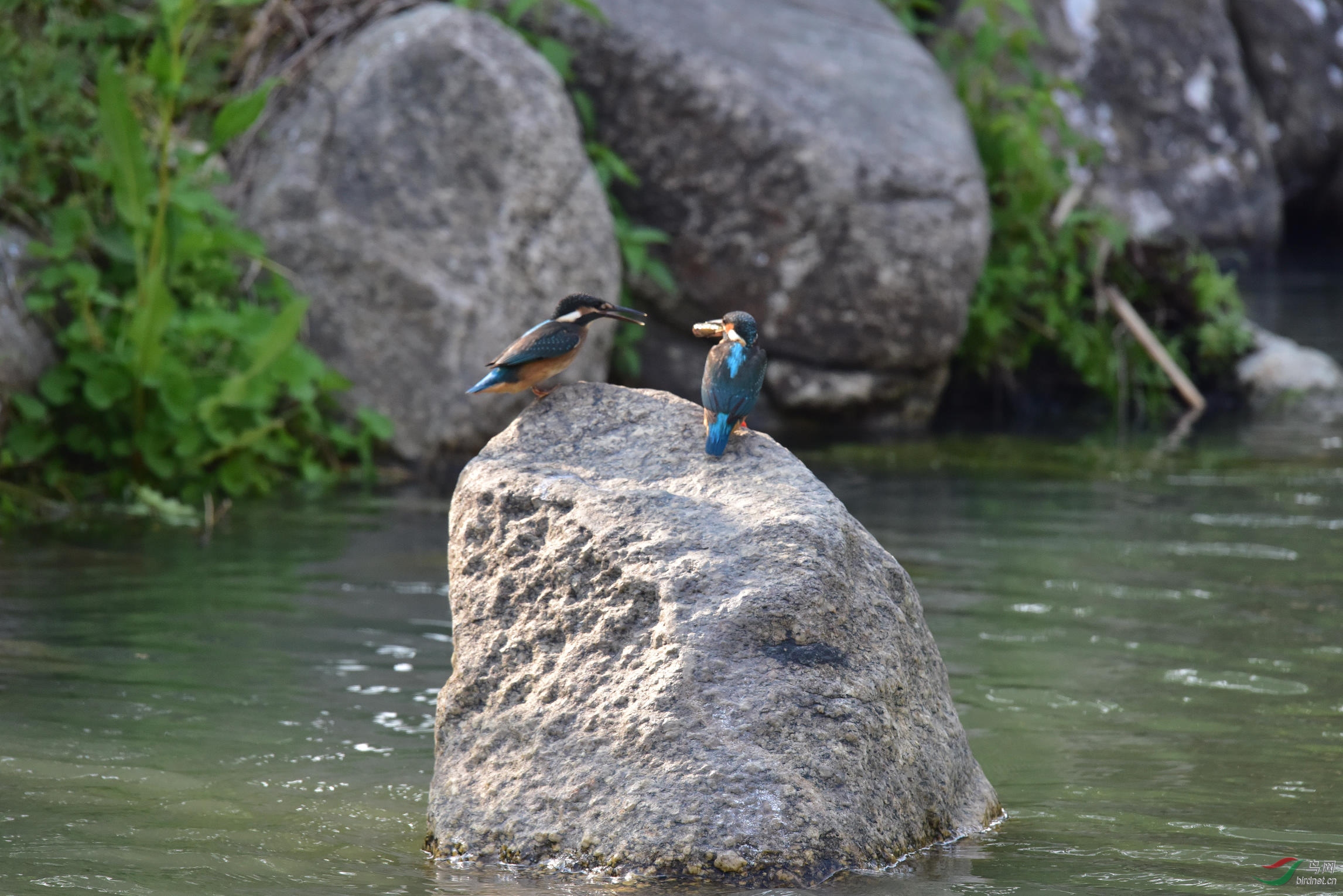 DSC_0521.JPG