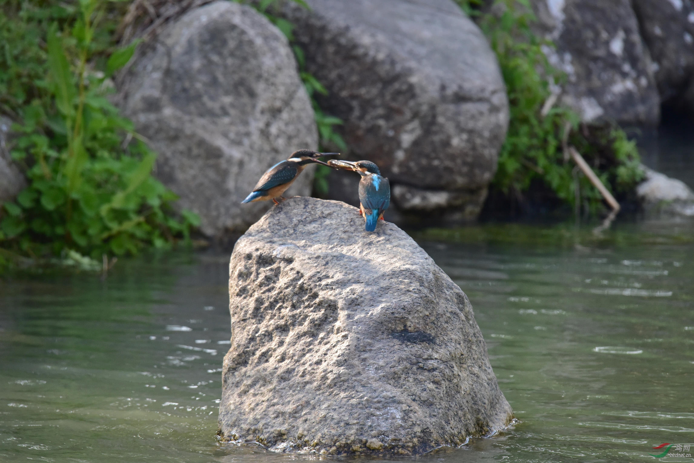 DSC_0524.JPG