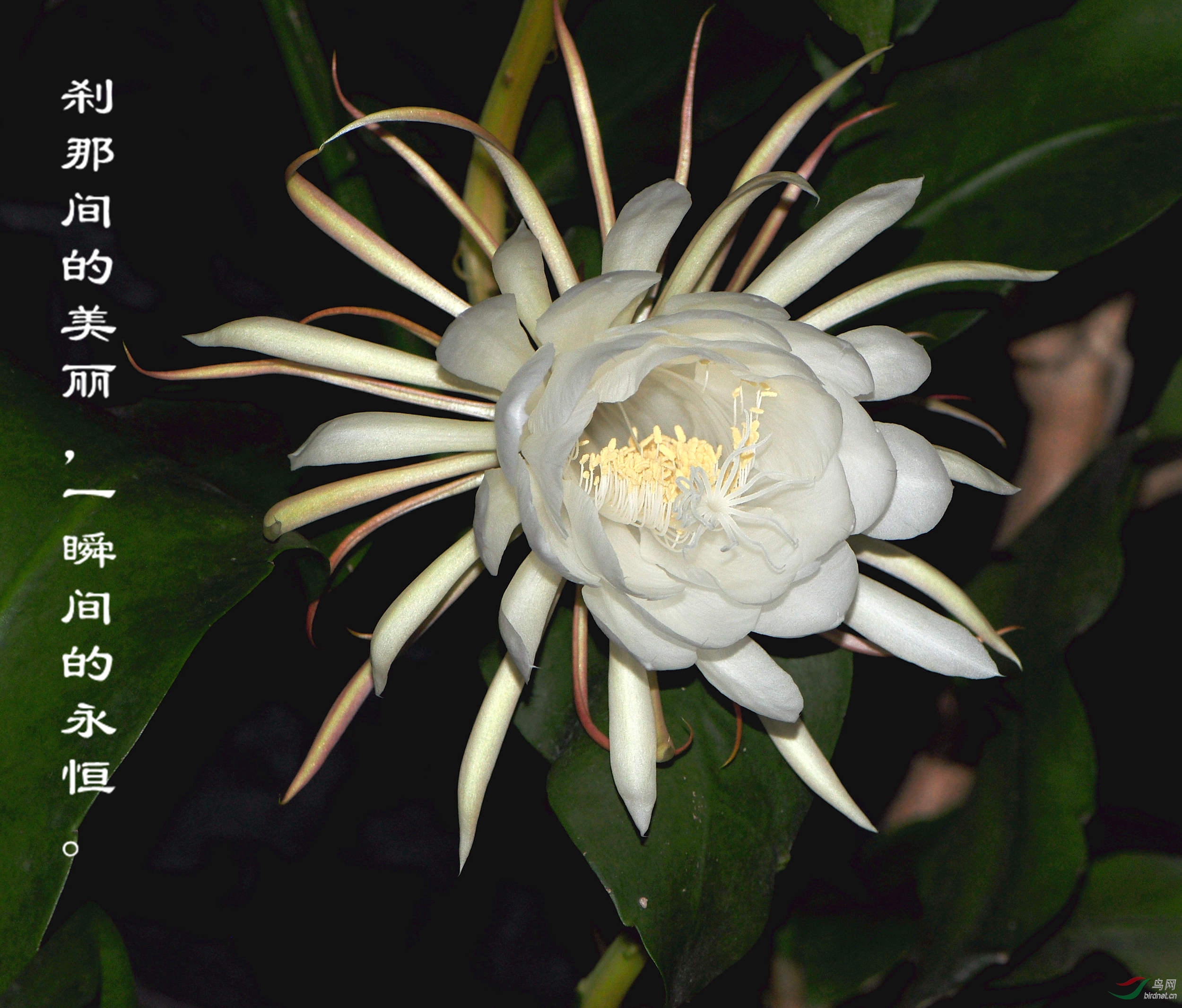 缘起缘灭缘终尽,花开花落花归尘.