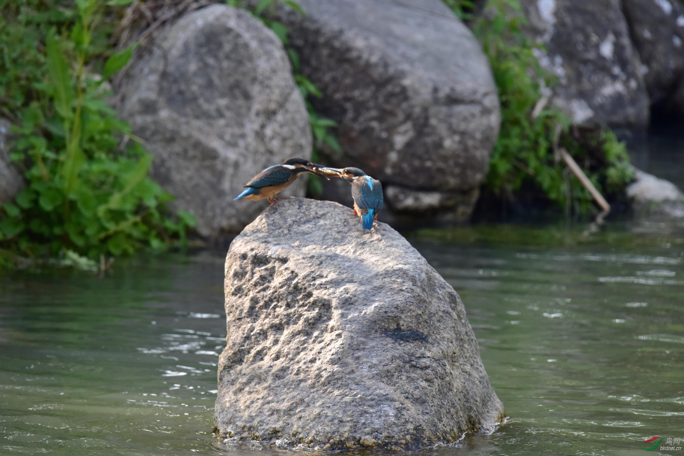 DSC_0527.JPG