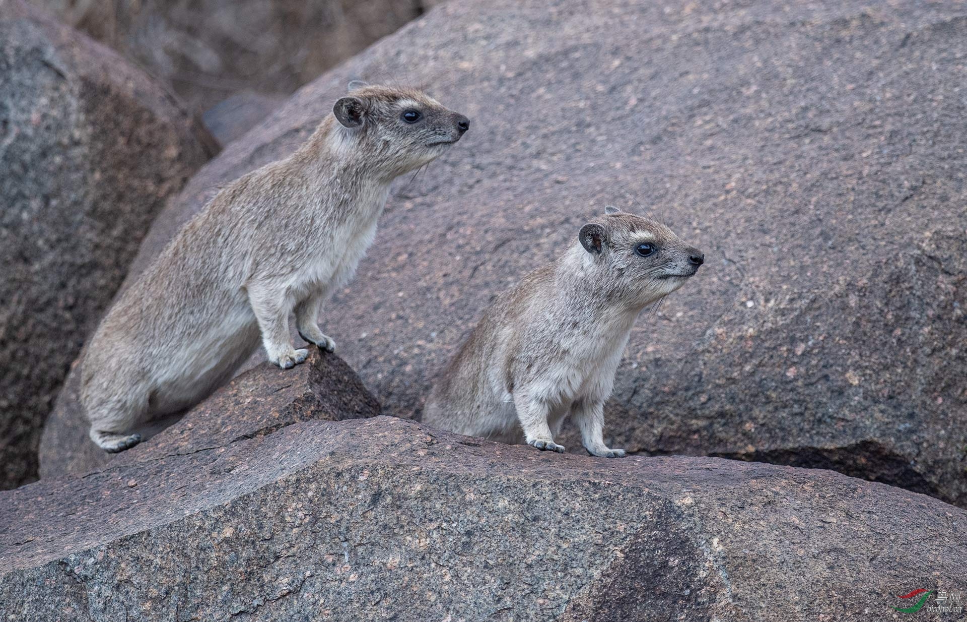 如题,蹄兔和大象是亲戚,大象作为陆地上最大的动物,怎么会和这么袖珍