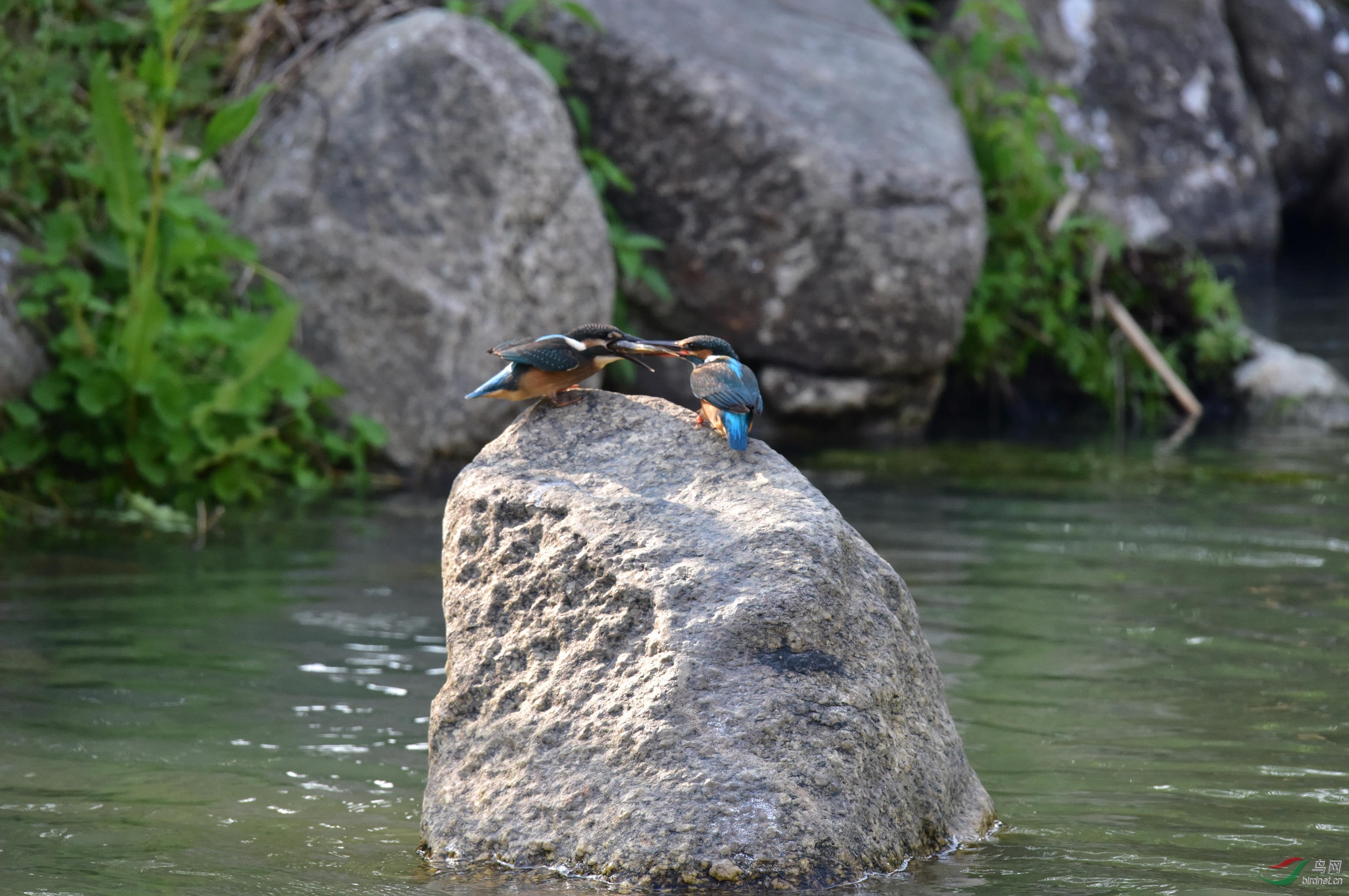 DSC_0532.JPG