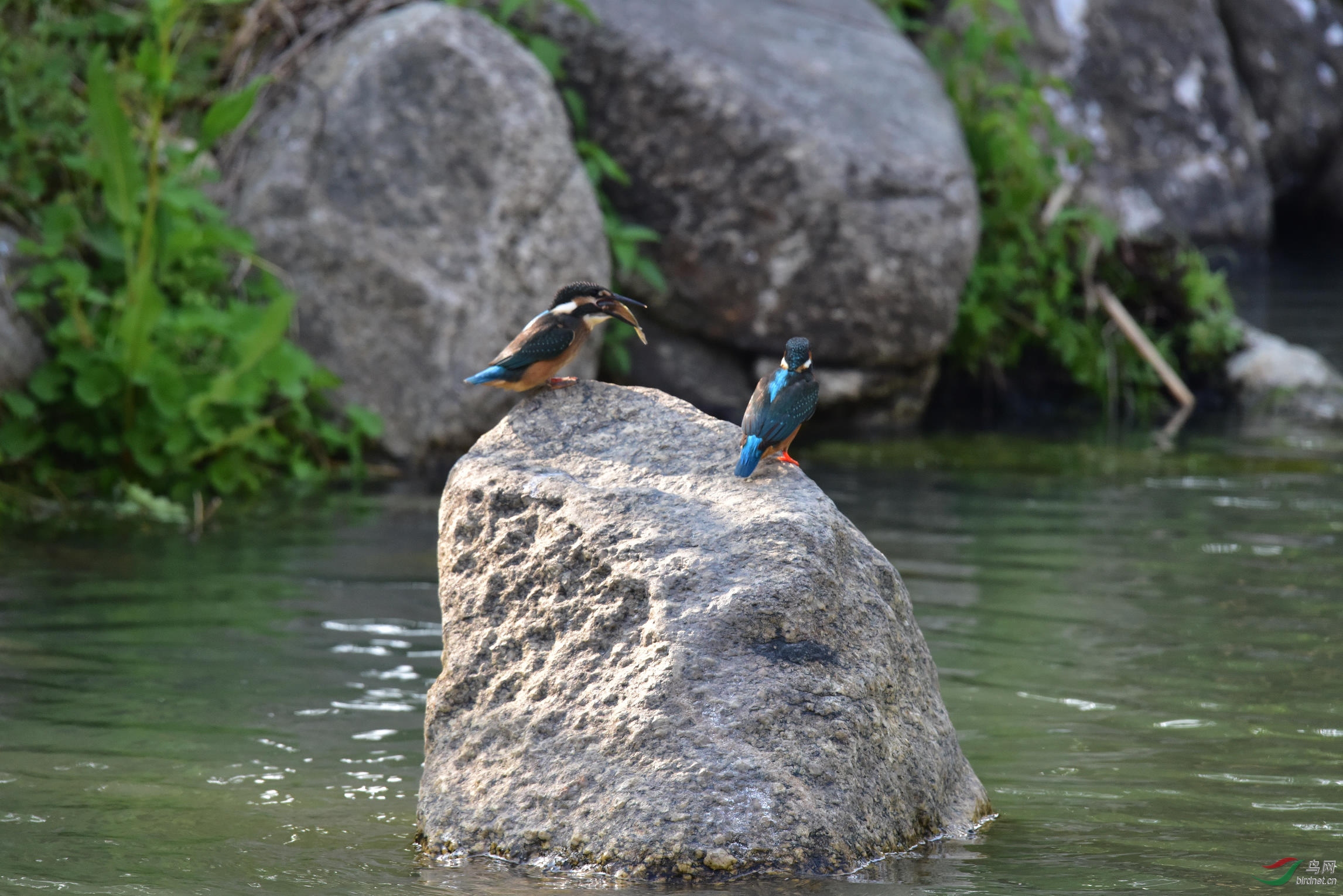 DSC_0536.JPG