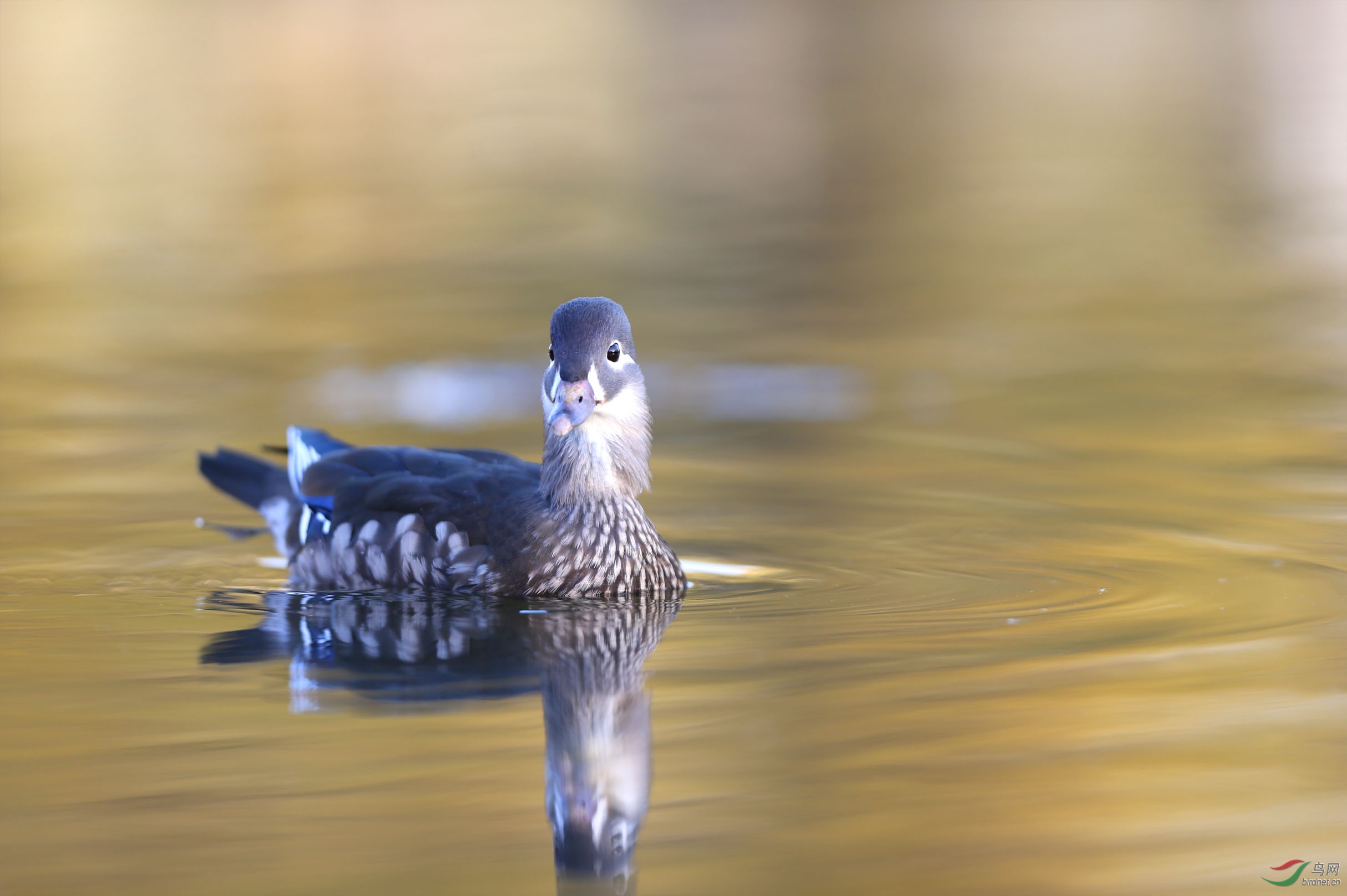 温文尔雅的雌鸳鸯