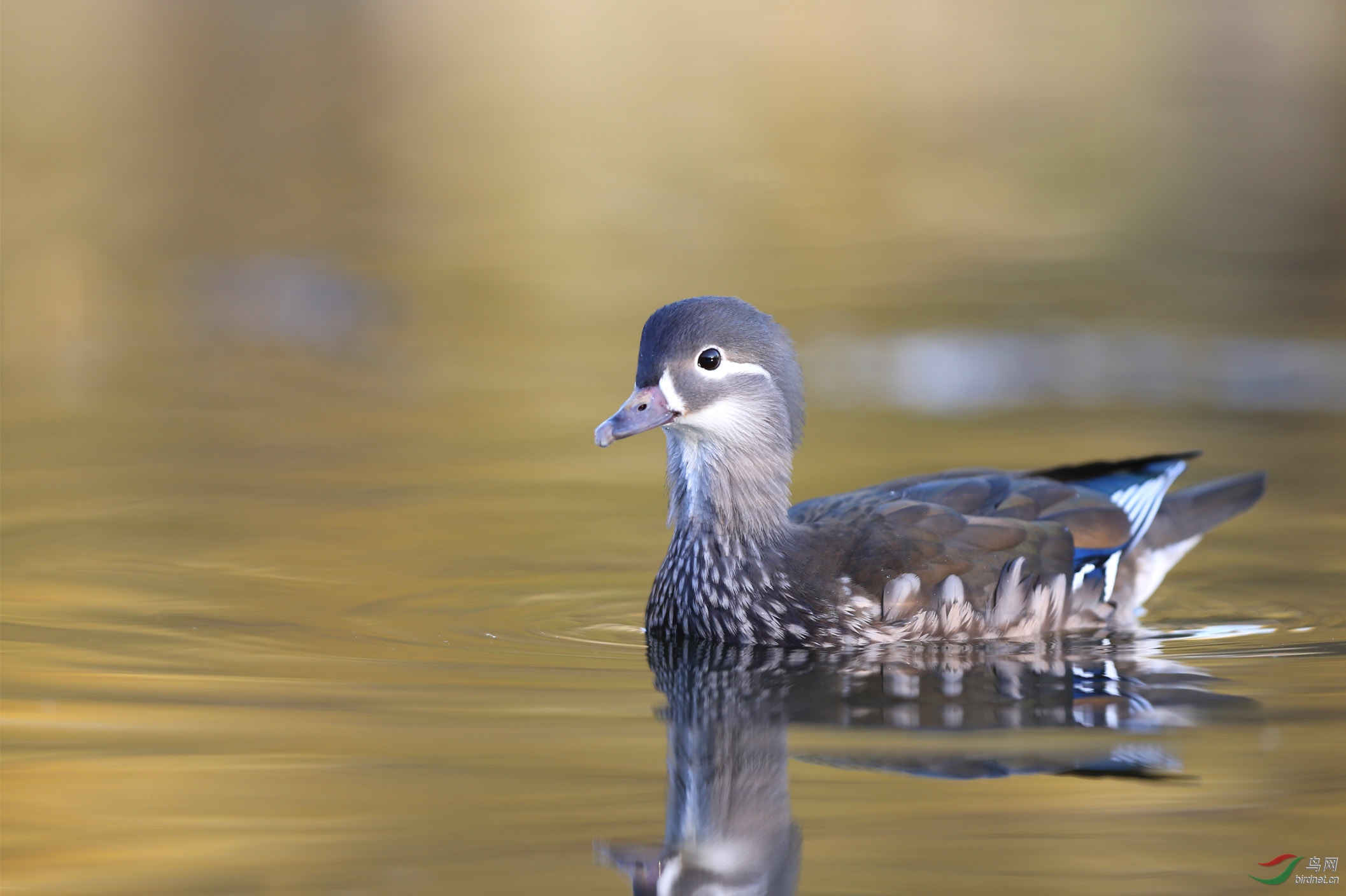 温文尔雅的雌鸳鸯