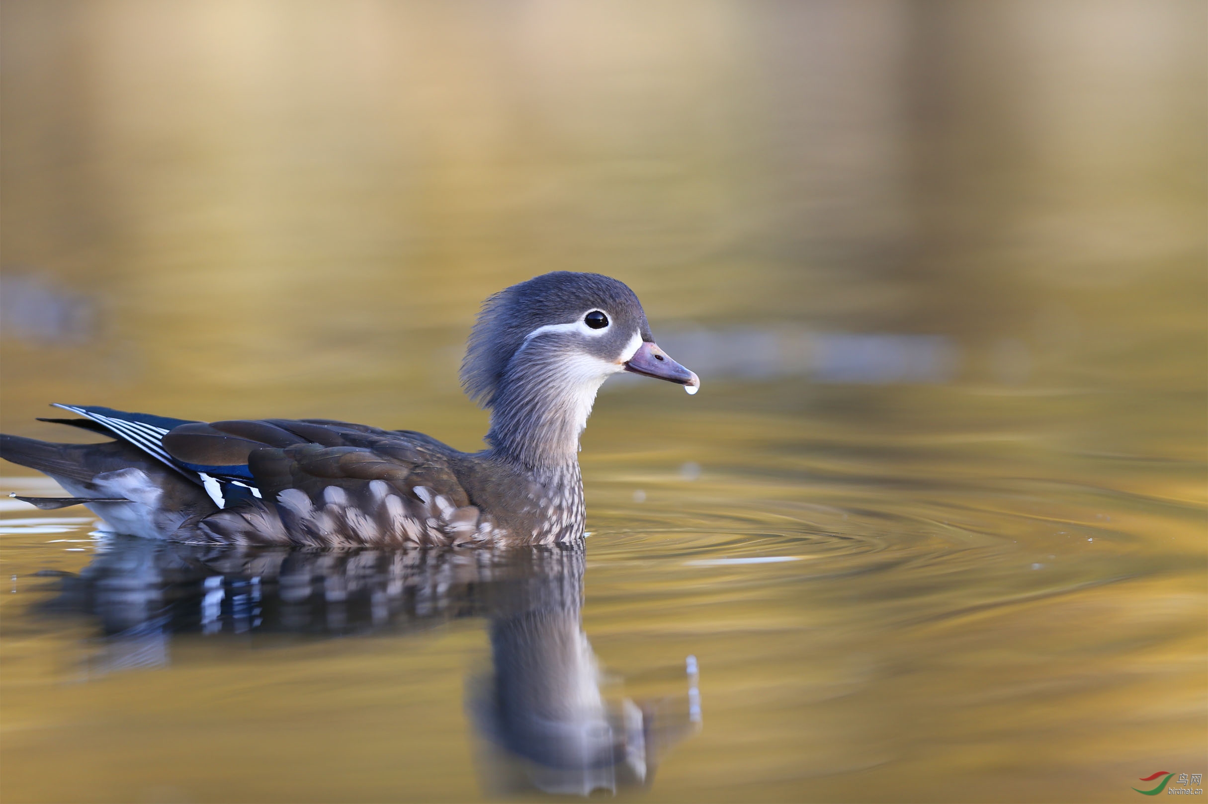 温文尔雅的雌鸳鸯