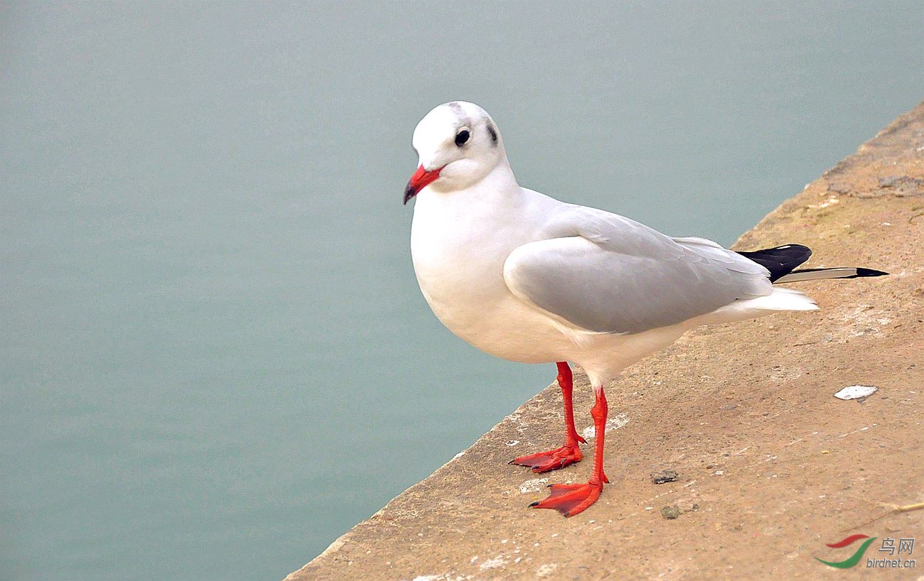 漂亮红嘴鸥