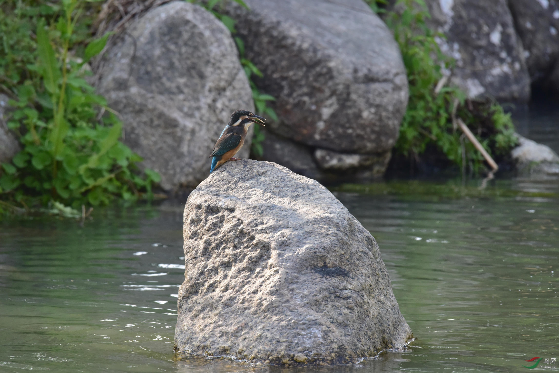 DSC_0539.JPG