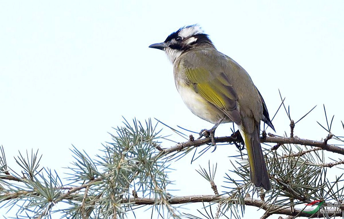 白头鹎 - 贵州版 guizhou 鸟网